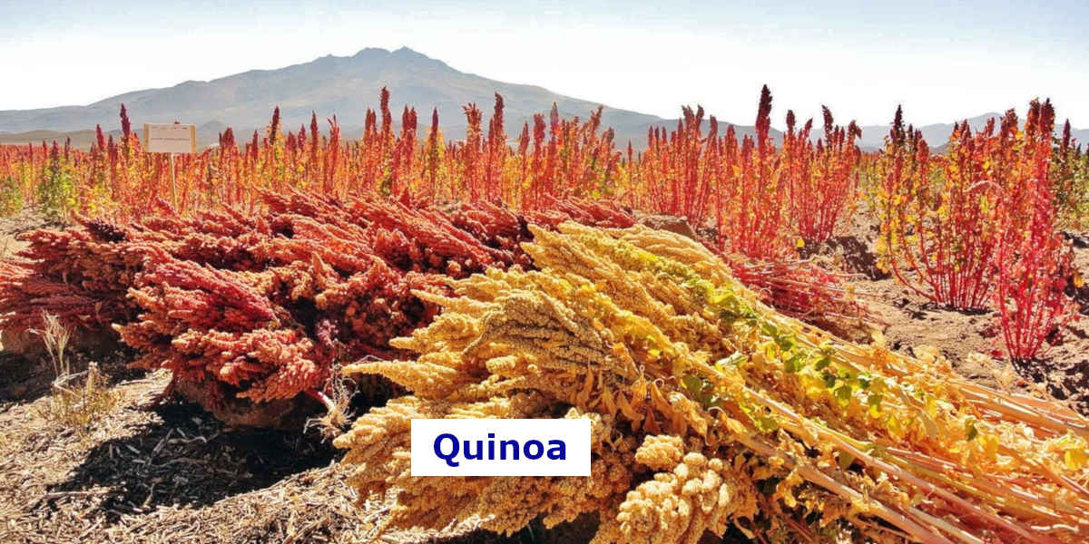 Acest câmp de quinoa conține o abundență de magneziu dietetic